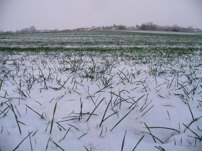 Weizen im Schneee