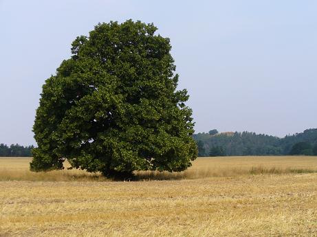 Einzelbaum Blkberg